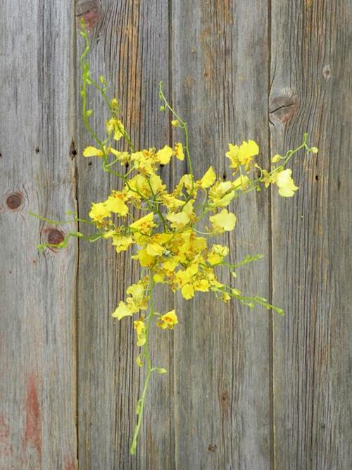 ONCIDIUM YELLOW YELLOW ORCHIDS